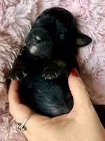 Vega (pink) , a female Miniature Bernedoodle and Miniature Aussiedoodle for sale in Spring Hill, FL – 7 of 10