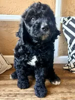 Reagan, a female Miniature Bernedoodle for sale in Spring Hill, FL – 5 of 10