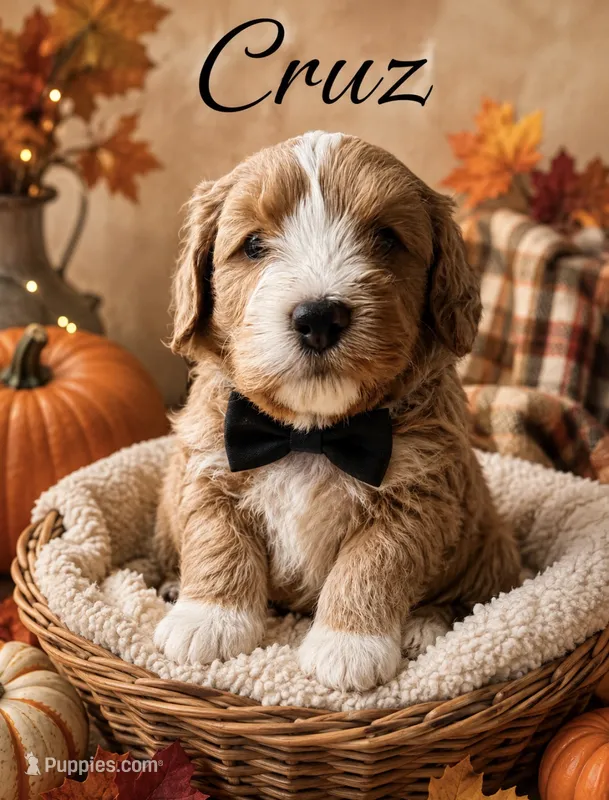 Cruz – Miniature Bernedoodle, Miniature Goldendoodle puppy for sale in Spring Hill, FL