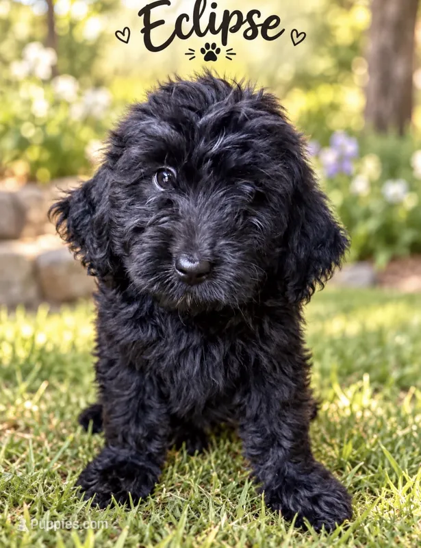 Eclipse  – Miniature Bernedoodle, Miniature Aussiedoodle puppy for sale in Spring Hill, FL