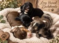 Fester , a male Miniature Dachshund for sale in Spring Hill, FL – 9 of 10
