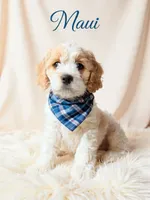 Maui, a male Cockapoo for sale in Port Richey, FL – 8 of 10