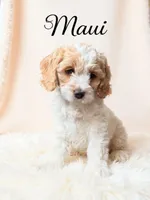 Maui, a male Cockapoo for sale in Port Richey, FL – 3 of 10