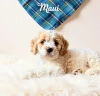 Maui, a male Cockapoo for sale in Port Richey, FL – 5 of 10
