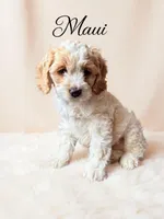 Maui, a male Cockapoo for sale in Port Richey, FL – 2 of 10
