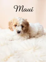 Maui, a male Cockapoo for sale in Port Richey, FL – 4 of 10