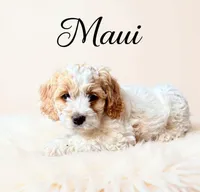 Maui, a male Cockapoo for sale in Port Richey, FL – 9 of 10