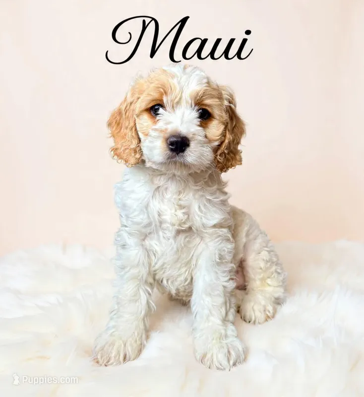 Maui – Cockapoo puppy for sale in Port Richey, FL