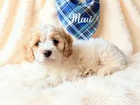 Maui, a male Cockapoo for sale in Port Richey, FL – 7 of 10
