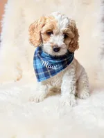 Maui, a male Cockapoo for sale in Port Richey, FL – 10 of 10