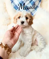 Maui, a male Cockapoo for sale in Port Richey, FL – 6 of 10