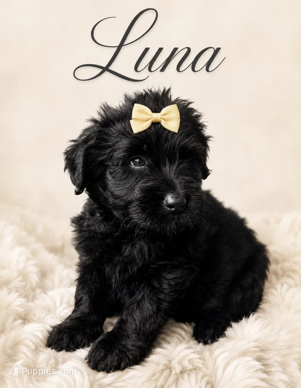 Luna (yellow) – Miniature Bernedoodle, Miniature Aussiedoodle puppy for sale in Spring Hill, FL