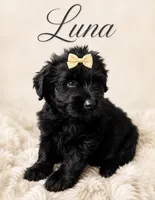 Luna (yellow), a female Miniature Bernedoodle and Miniature Aussiedoodle for sale in Spring Hill, FL – 1 of 10