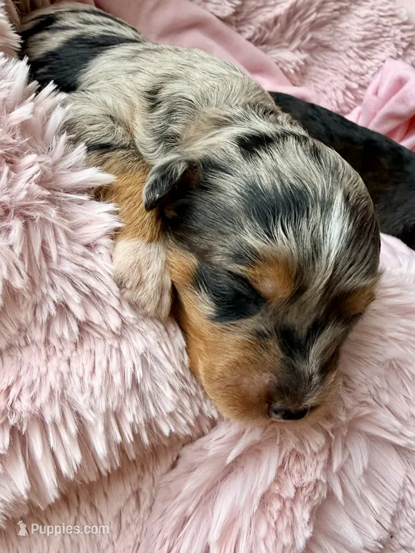 Skye – Toy Australian Shepherd, Miniature Aussiedoodle puppy for sale in Spring Hill, FL