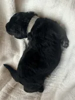 Jett , a male Miniature Bernedoodle and Miniature Aussiedoodle for sale in Spring Hill, FL – 2 of 10
