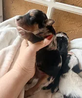 Sterling, a male Toy Australian Shepherd and Miniature Aussiedoodle for sale in Spring Hill, FL – 7 of 8