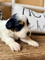 Shadow Toy , a male Toy Australian Shepherd and Miniature Aussiedoodle for sale in Spring Hill, FL – 7 of 10