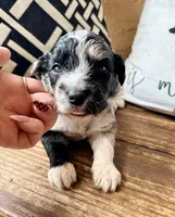 Slate Toy, a male Toy Australian Shepherd and Miniature Aussiedoodle for sale in Spring Hill, FL – 1 of 10