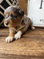 Skye-Toy , a female Toy Australian Shepherd and Miniature Aussiedoodle for sale in Spring Hill, FL – 2 of 10