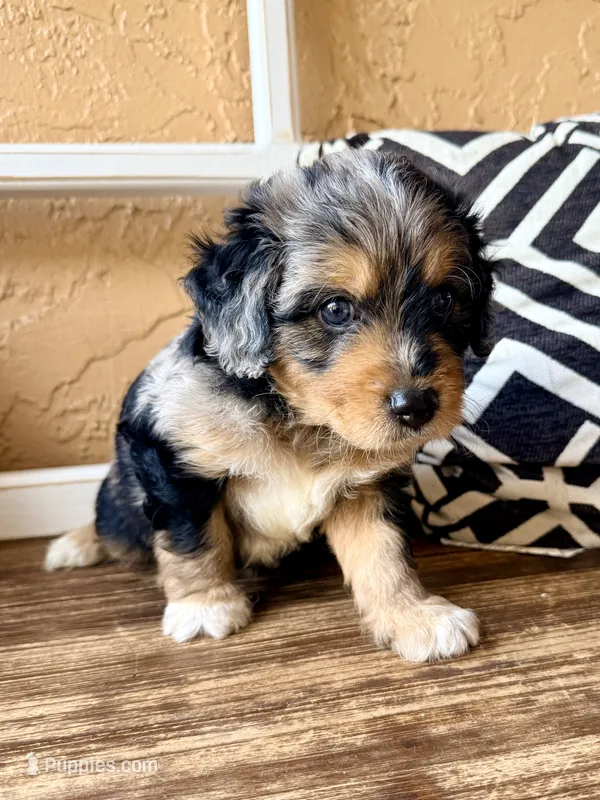 Sterling (Toy) – Miniature Aussiedoodle puppy for sale in Spring Hill, FL