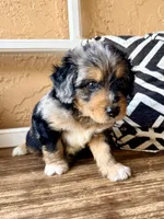 Sterling (Toy), a male Miniature Aussiedoodle for sale in Spring Hill, FL – 1 of 10