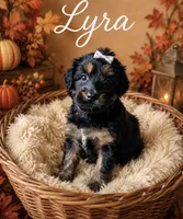 Lyra, a female Miniature Bernedoodle and Miniature Aussiedoodle for sale in Spring Hill, FL – 3 of 10