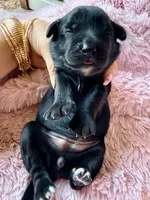 Selene (purple) , a female Miniature Bernedoodle and Miniature Aussiedoodle for sale in Spring Hill, FL – 6 of 10
