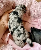 Skye, a female Toy Australian Shepherd and Miniature Aussiedoodle for sale in Spring Hill, FL – 8 of 10