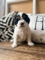 Orange collar , a female Poodle - Toy  and Miniature Bernedoodle for sale in Spring Hill, FL – 4 of 10