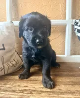 Selene (purple) , a female Miniature Bernedoodle and Miniature Aussiedoodle for sale in Spring Hill, FL – 7 of 10