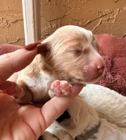 Blue collar, a male Poodle - Toy  and Miniature Goldendoodle for sale in Spring Hill, FL – 3 of 8