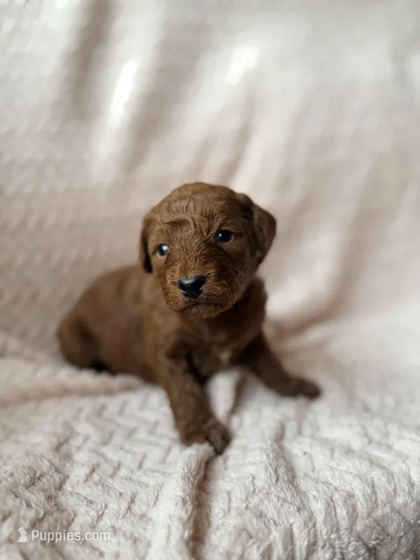 Ezra (black) – Miniature Goldendoodle puppy for sale in Port Richey, FL