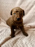 Ezra (black), a male Miniature Goldendoodle for sale in Port Richey, FL – Photo 2 of 8