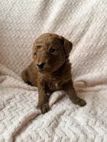 Ezra (black), a male Miniature Goldendoodle for sale in Port Richey, FL – Photo 8 of 8