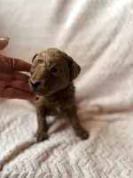 Ezra (black), a male Miniature Goldendoodle for sale in Port Richey, FL – Photo 3 of 8