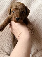 Ezra (black), a male Miniature Goldendoodle for sale in Port Richey, FL – Photo 6 of 8