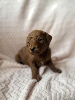 Ezra (black), a male Miniature Goldendoodle for sale in Port Richey, FL – Photo 7 of 8