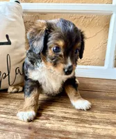 Sable. (Toy)/tiny), a female Toy Australian Shepherd and Miniature Aussiedoodle for sale in Spring Hill, FL – 4 of 10