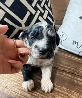 Slate Toy, a male Toy Australian Shepherd and Miniature Aussiedoodle for sale in Spring Hill, FL – 4 of 10