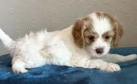 Emmett (Tiny) , a male Cavapoo for sale in Spring Hill, FL – 7 of 10