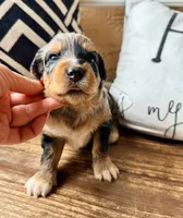 Sterling Toy , a male Toy Australian Shepherd and Miniature Aussiedoodle for sale in Spring Hill, FL – 6 of 10