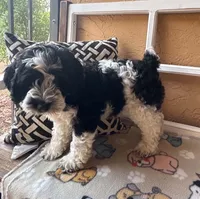 Malibu, a male Cockapoo and Cocker Spaniel for sale in Spring Hill, FL – 3 of 10