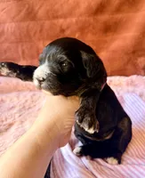 Liberty, a female Miniature Bernedoodle for sale in Spring Hill, FL – 7 of 10