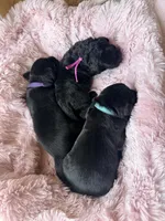Vega (pink) , a female Miniature Bernedoodle and Miniature Aussiedoodle for sale in Spring Hill, FL – 10 of 10