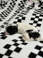 Ethan , a male Cavapoo for sale in Spring Hill, FL – 6 of 10