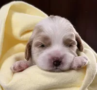 Emmett, a male Cavapoo for sale in Spring Hill, FL – 3 of 10
