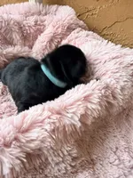 Astra, a female Miniature Bernedoodle and Miniature Aussiedoodle for sale in Spring Hill, FL – 3 of 8