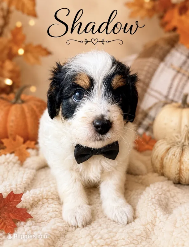Shadow (Tiny Toy) – Miniature Aussiedoodle puppy for sale in Spring Hill, FL