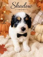 Shadow (Tiny) , a male Toy Australian Shepherd and Miniature Aussiedoodle for sale in Spring Hill, FL – 5 of 10