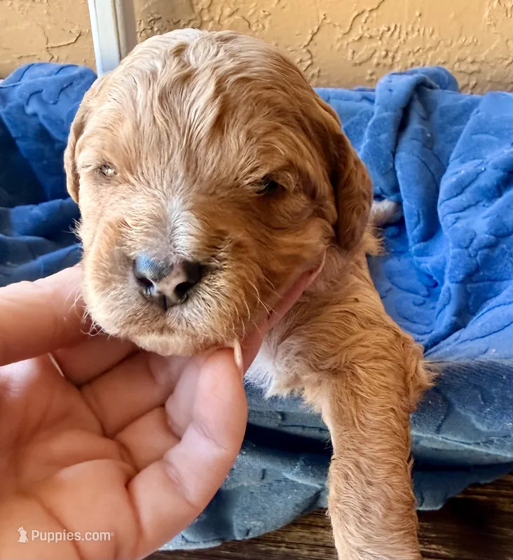 Teddy – Miniature Bernedoodle puppy for sale in Spring Hill, FL